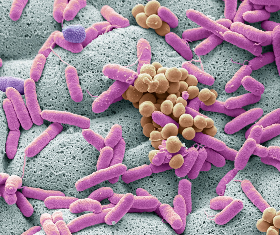 Gut Microbiome