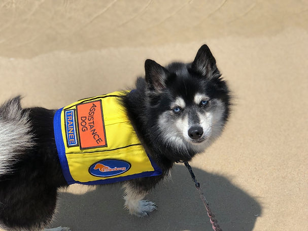 mindDog-Gallery-2019_15.jpeg