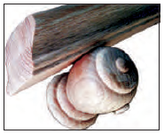 Wood