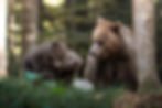 Two brown bear cubs play fight to the left while their mother looks at them with exhaustion from the right