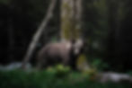 "When we find ourselves in truly quiet places, it can feel disorienting or even anxiety-inducing, because instinctually we know – when the forest falls quiet – it means there's a predator nearby."