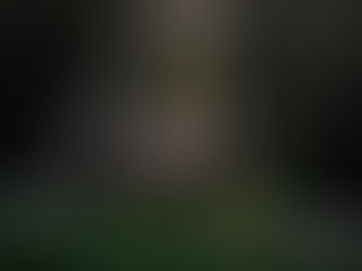 A lone brown bear cub staring off in the forest of Slovenia