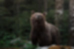 An adult female bear lifts her nose into the air to scan the environment for threats