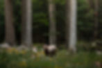 An adult Eurasian brown bear appears dwarfed by the massive trees of the forest