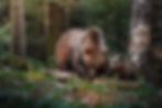 Mother bear helps her cub lift a rotted log in the forest in search for insects