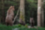With their backs facing the frame, mother bear and her two cubs stand up to look for the cause of suspicious noises