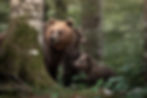 A family portrait of mother bear and her two cubs, each looking in a different direction from behind a tree, while one of the cubs stands upright