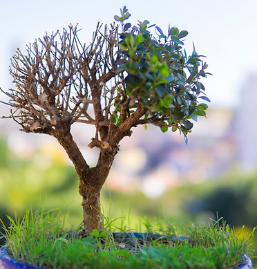 vecteezy_close-up-of-a-bonsai-tree_1259441.jpg