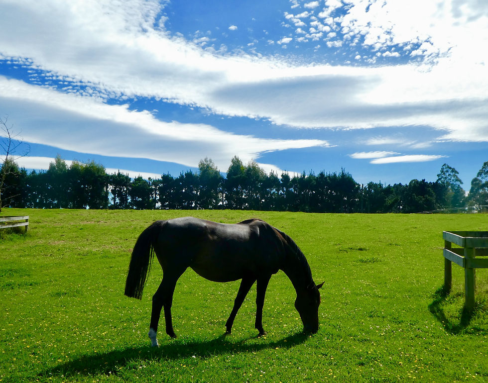 Gallery BEAUFORT DOWNS