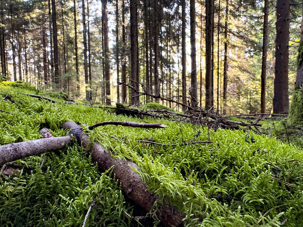 Entlang des Wanderweges