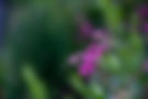 Zarte, pinkfarbene Blüten in üppigem Grün