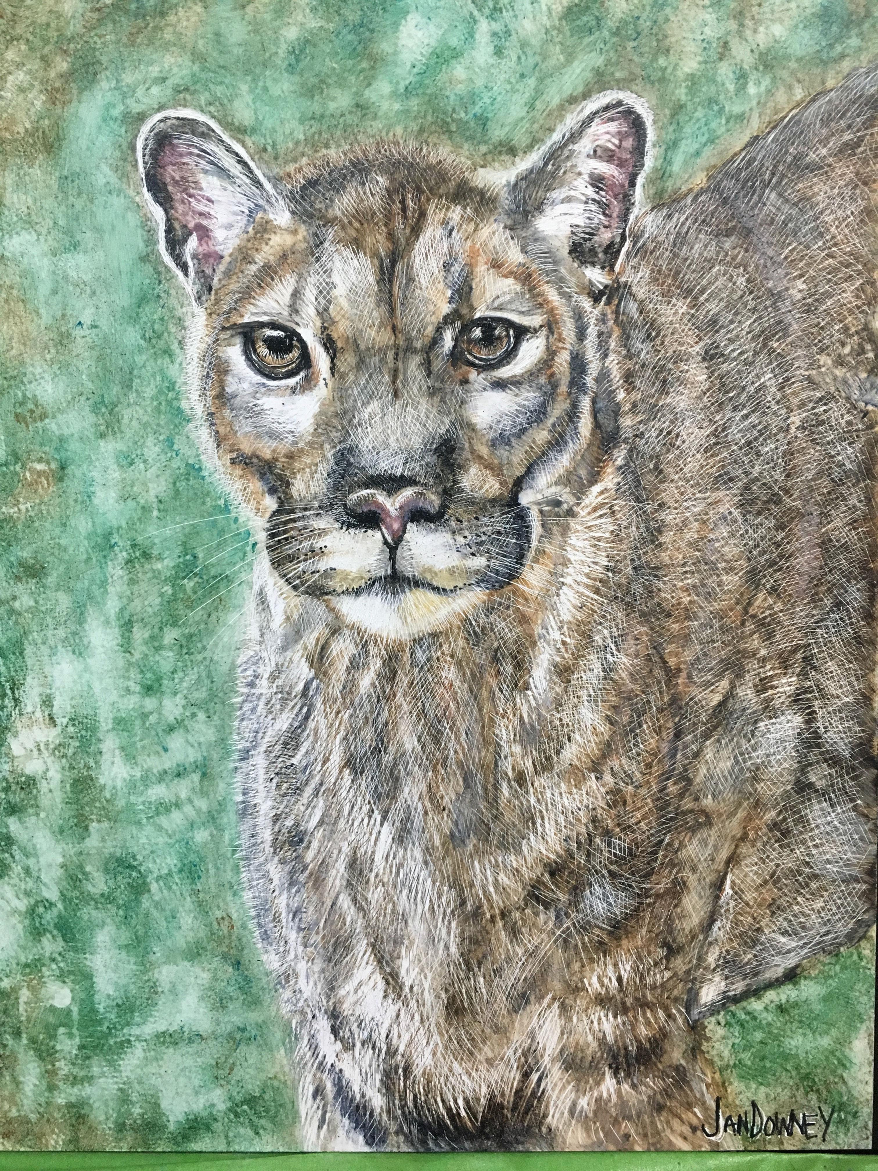 Mountain Lion