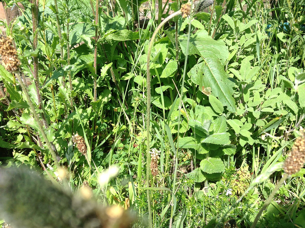 Wild Herbs