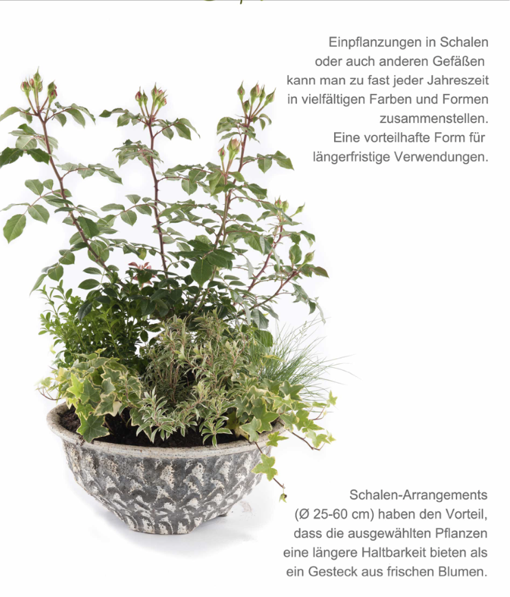 Gepflanzte Schale