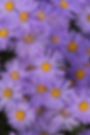 aster-amellus-king-george-flowers-tim-gainey.jpg