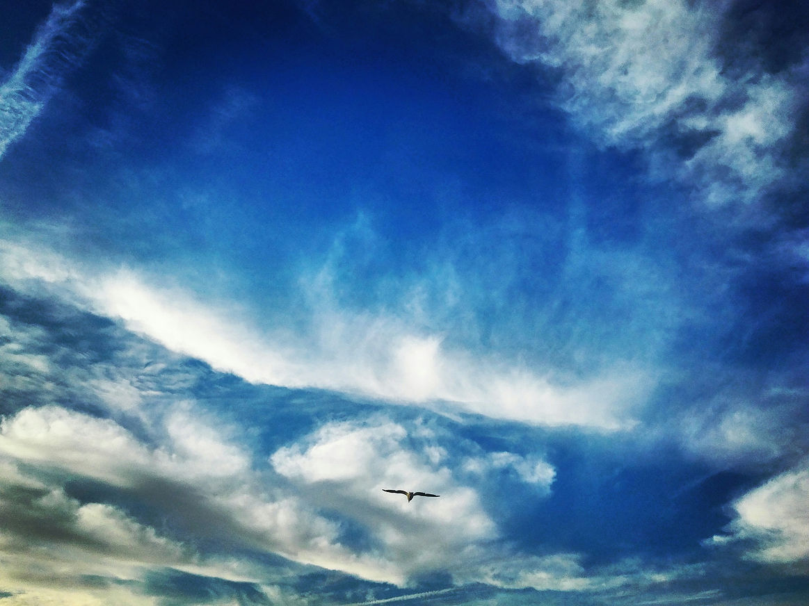 カモメが自由に飛ぶ空の写真