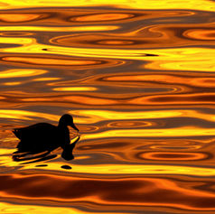 Duck a l'orange-Art Card-(5" x 7")-Ken Foster-Duck-autumn-fall