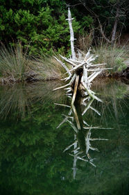 reflection wix_edited.jpg