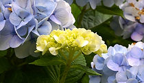 _DSC7340_edited.jpg
