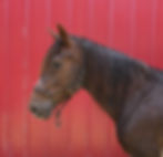 Reba