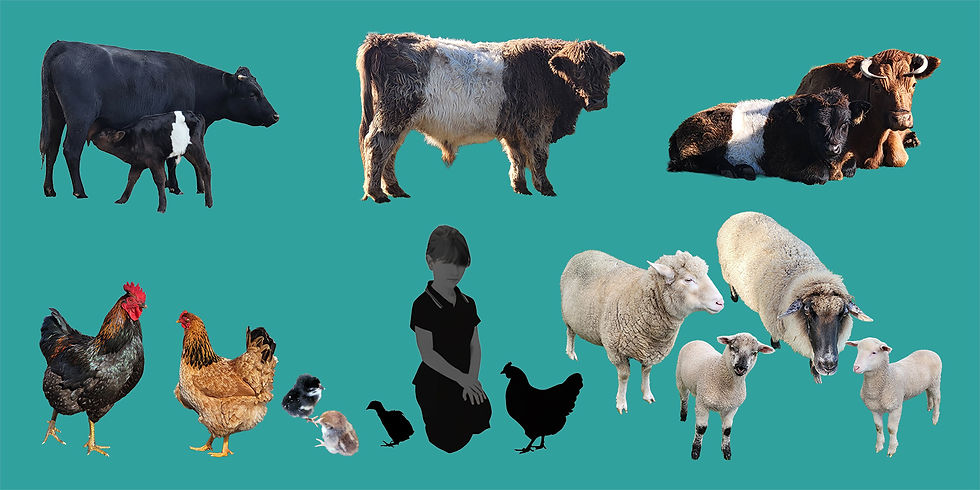 banner.jpg