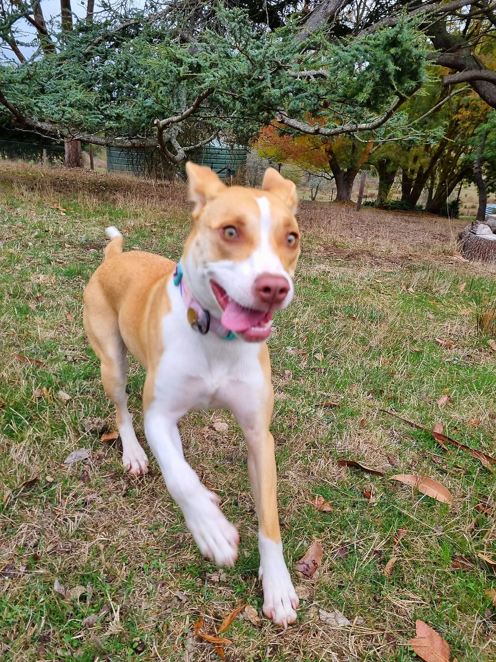 KORA