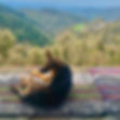 DOG.jpg