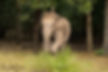WILD ELEPHANT.jpg