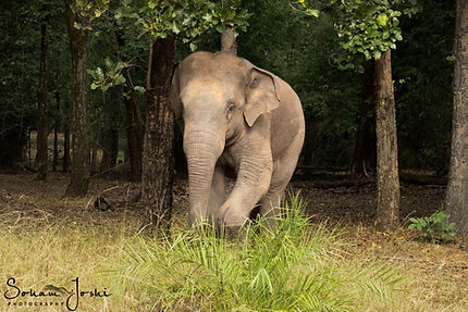 WILD ELEPHANT.jpg