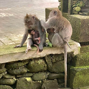 MONKEY.jpg
