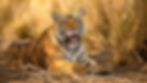 Tipeshwar Tiger Reserve