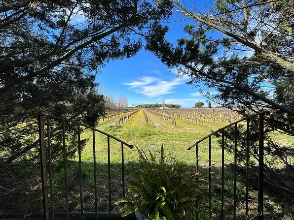 Vue sur les vignes de la caravane.webp