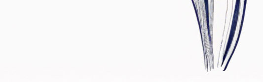 Copy of Copy of Victorian botanical line drawing of a single tulip in navy blue ink on a w