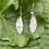 Thumbnail: Sycamore Earrings
