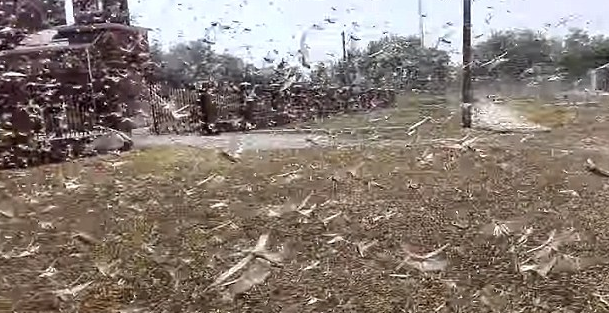 SWARM