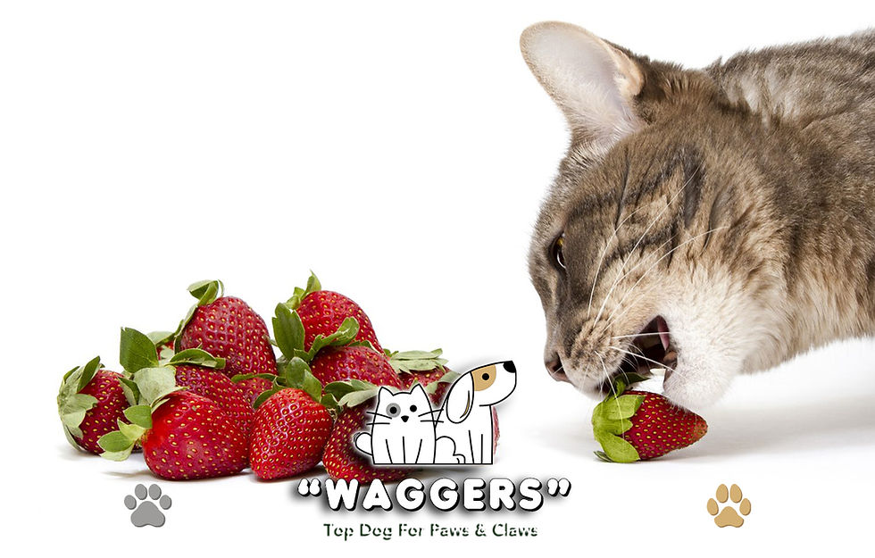 Is it safe for cats to consume strawberries?