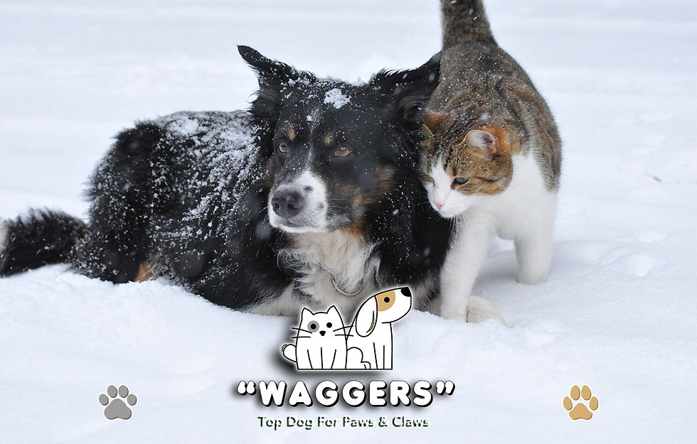 Keeping Cats and Dogs Safe in Cold Weather