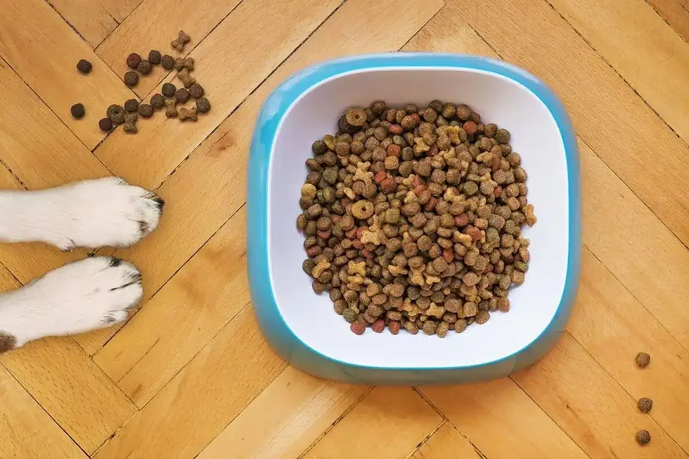 Human Food vs. Kibble