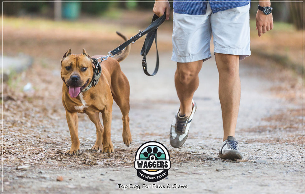 How often should I walk My Dog?
