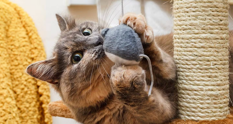 Exercise Needs for Cats