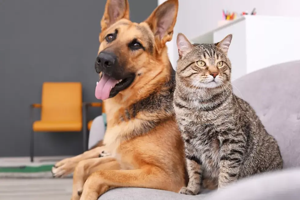Cat or Dog
