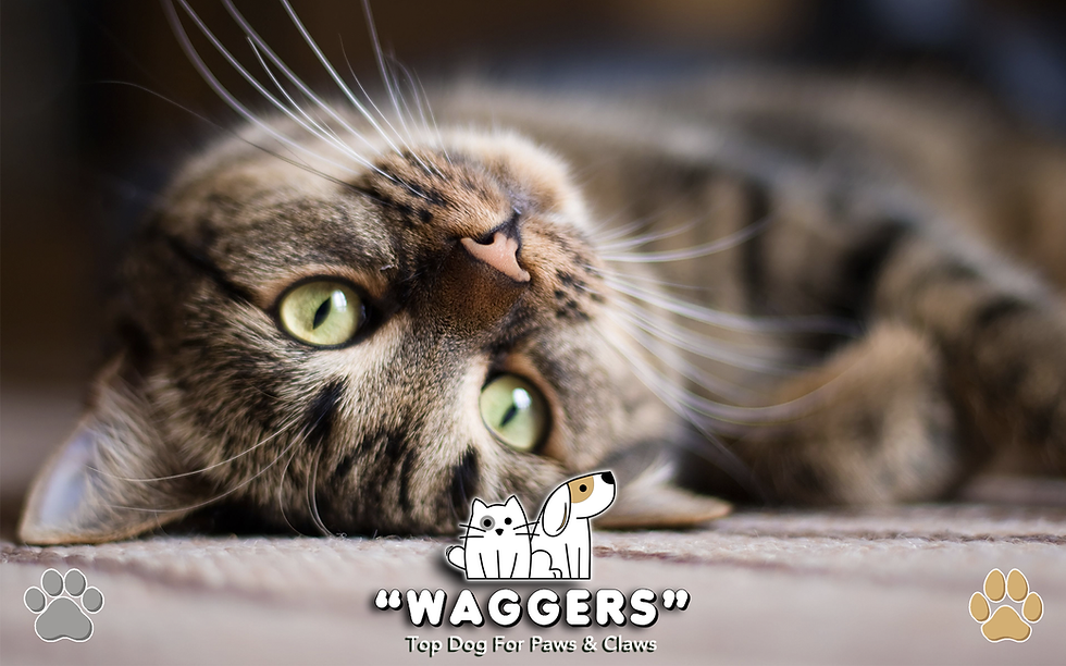 What do cats think about?