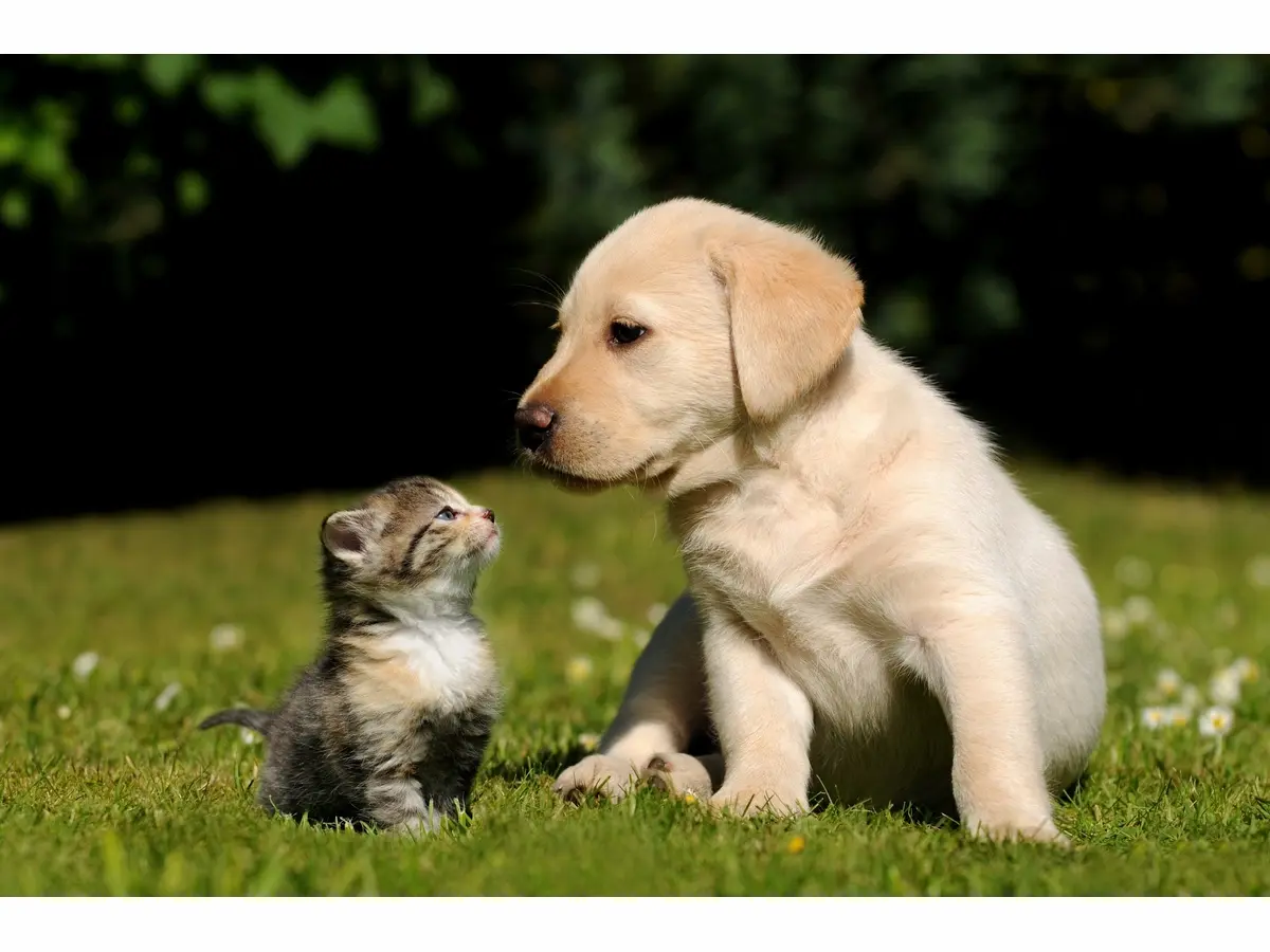 How Do Dogs Help Children Thrive...5 Key Facts