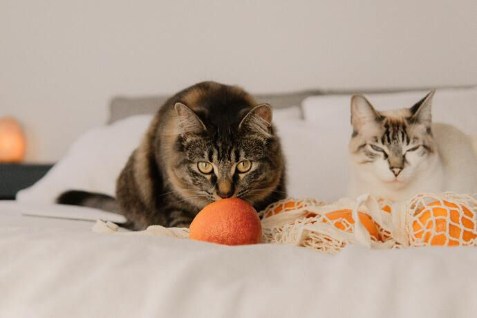 what fruits can cats eat