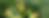 green bud opening.png