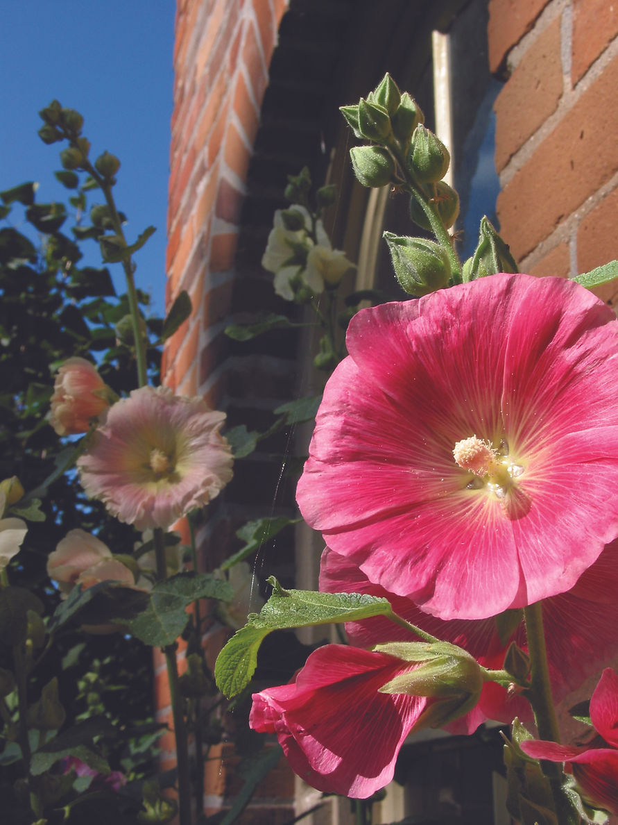 Wild roses by the Peacock House, circa 2004