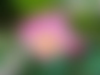 open, single, pink flower