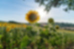 rifugio-vita-luminosa-sonnenblume.jpg