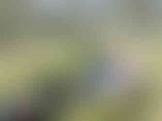 In a summer meadow, surrounded by olive trees, several women and men are lying relaxed side by side in the grass, enjoying the moment.