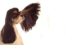 Spaniel